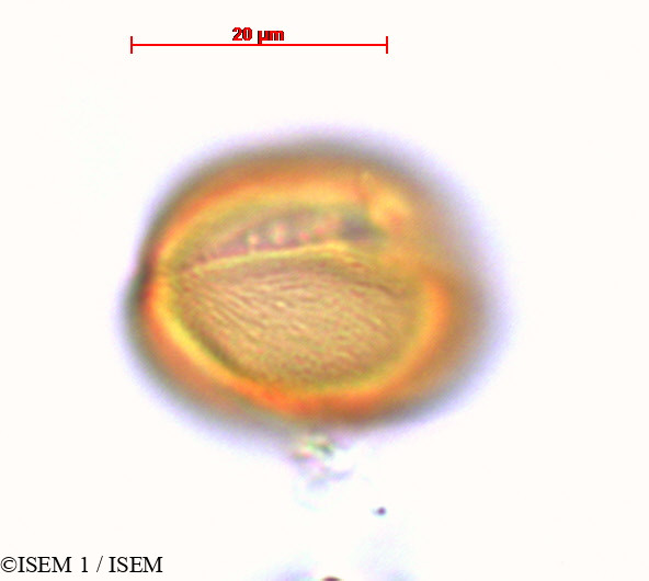 ISEM 1/Billia_columbiana_29244/Billia_columbiana_29244_0003(copy).jpg